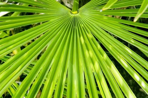 Is Saw Palmetto Effective for Hair Loss?