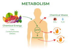 How the Sun Impacts Your Metabolism, Appetite, and Weight Loss Goals